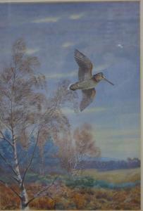 BAXENDALE John 1919-1982,Woodcock in flight over autumnal trees,1972,Andrew Smith and Son 2016-09-13