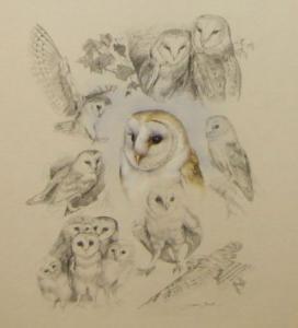 BAXTER Daphne 1900-1900,Barn Owl Studies,Keys GB 2009-06-12