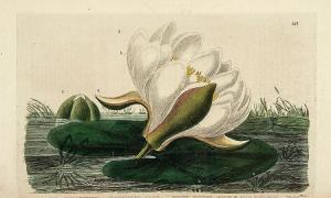 BAXTER William Giles 1856-1888,British Phaenogamous Botany,Dreweatts GB 2014-02-27