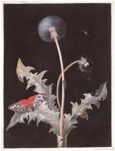 BAYER Johann Christoph 1738-1812,A dandelion and a moth,Sotheby's GB 2020-12-04