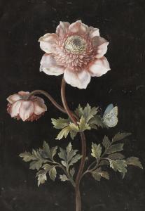 BAYER Johann Christoph,A primula with a caterpillar; and Peonies with a b,Bonhams 2015-10-28