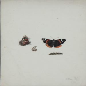 BAYER Johann Christoph 1738-1812,Summerbirds and larvae,Bruun Rasmussen DK 2011-06-27