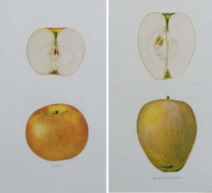 BEACH S.A 1900-1900,The Apples of New York: Ten Plates,1905,Christie's GB 2007-03-07