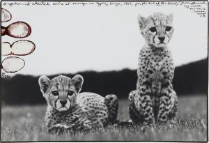 BEARD Peter 1938-2020,Orphaned Cheetah Cubs at Mweiga Nr. Nyeri, Kenya,1968,Sotheby's GB 2024-04-10
