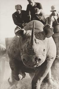 BEARD Peter 1938-2020,Rhino Roping with Ken Randall,1964,Sotheby's GB 2024-04-10