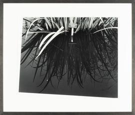 BECK Lawrence, Larry 1962,Botanical Gardens, Iris Pseudacorus,1999,Cornette de Saint Cyr 2021-02-07