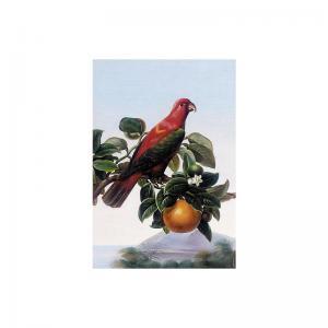 BECK Mae 1900,A CHATTERING LORY SITTING ON A BRANCH OF AN ORANGE,Sotheby's GB 2002-11-15