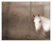 BECKER Michel 1954,Ghost Horse,2003,Bonhams GB 2013-10-20