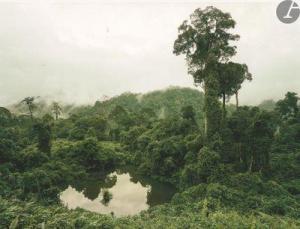 BECKER Olaf Otto 1959,Primary Forest 02, Lake, Malaysia,Ader FR 2022-06-08