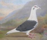 BEER William Andrew 1862-1954,'Queenie' Pigeon portrait,Dreweatt-Neate GB 2009-12-03