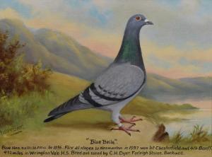 BEER William Andrew 1862-1954,Racing pigeon portrait,Clevedon Salerooms GB 2024-03-14