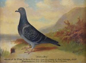BEER William Andrew 1862-1954,Study of Racing Pigeon 'Miskin Boy',Clevedon Salerooms GB 2023-03-09