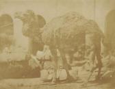 BENECKE Ernest 1817-1894,Dromadaire,1852,Ader FR 2014-06-14