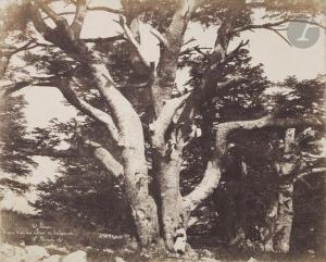 BENECKE Ernest 1817-1894,Un des cèdres de Salomon sur le Mont Liban,Ader FR 2021-11-13