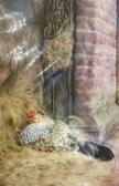BENFIELD Andrew Charles I 1941,A hen and a duck,Cheffins GB 2011-01-20