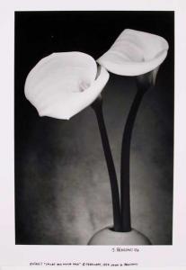 BENIGNO John,Calas and White Vase,1994,Ro Gallery US 2011-05-17