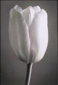 BENIGNO John,White Tulip,1995,Ro Gallery US 2011-05-17
