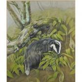 Bennett Oates Michelle,Badger within woodland,Eastbourne GB 2018-01-11