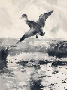 BENSON Frank Weston 1862-1951,Black Duck,Copley US 2024-02-23