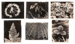 BENTLEY Wilson Alwyn 1865-1931,Six microphotographic studies of dewdrops on plan,1900,William Doyle 2022-12-13