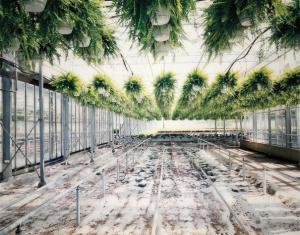 BERGER Wout,Kas Groene Varens [Greenhouse with ferns],2001,Phillips, De Pury & Luxembourg 2020-04-29
