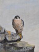 BERNARD Elliott,falcon on a rock,Burstow and Hewett GB 2011-03-23