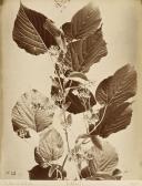 Bernoud Alphonse 1820-1875,Images of Flowers,1870,Bonhams GB 2009-12-20