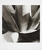 BERTIN Frederich Edwin,Morning light on AloeVera, Monte-Estoril Portugal ,2001,Bukowskis 2010-12-19