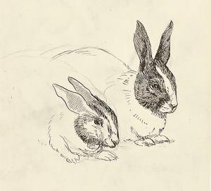BERTRAM POTTER Walter,A study of rabbits and hands,Swann Galleries US 2016-01-28