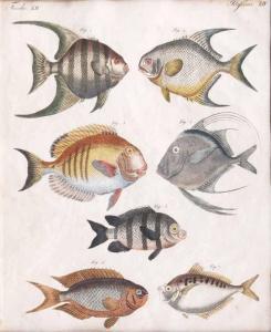 BERTUCH Johann Justin 1747-1822,Tropical Fish,Stahl DE 2017-06-24
