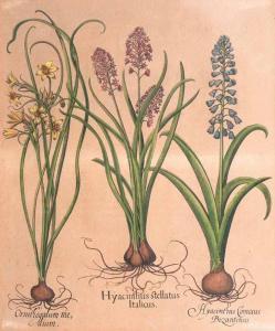 BESLER Basilius 1561-1629,Hyacinthus Stellatus Italicus,Stahl DE 2017-04-29