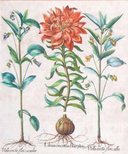 BESLER Basilius 1561-1629,Lilium Cruentum flore pleno,Stahl DE 2017-04-29