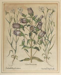 BESLER Basilius 1561-1629,Medium flore purpurea,Kastern DE 2015-11-28