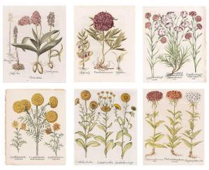 BESLER Basilius 1561-1629,PLANT STUDIES,William Doyle US 2024-01-25