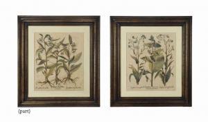 BESLER Basilius 1561-1629,Symphytum maius flore purpurco,Christie's GB 2014-11-13