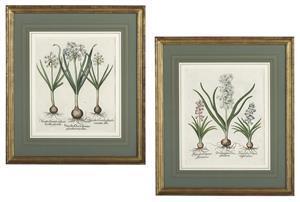 BESLER Basilius,Two Botanical Prints of Narcissi and Hyacinths,1613,New Orleans Auction 2019-07-27