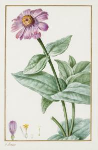 BESSA Pancrace 1772-1846,A botanical study of a pink Zinnia,Bonhams GB 2015-03-04