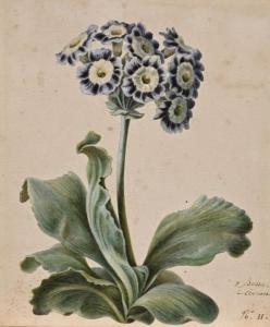 BESSA Pancrace 1772-1846,Bouquet de fleurs sur sa tige avec ses grandes feu,Rossini FR 2023-11-23