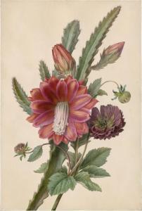 BESSA Pancrace 1772-1846,Ein Kaktus mit roten Blüten und einer Dahlie,Galerie Bassenge DE 2023-12-01