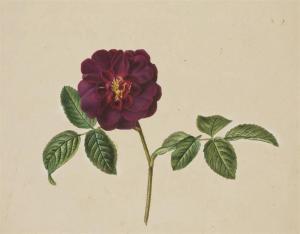 BESSA Pancrace 1772-1846,Une fleur de camélia rouge,Christie's GB 2008-11-16