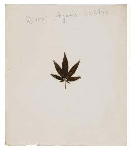 BEUYS Joseph Henrich 1921-1986,VITEX: AGNUS CASTUS,1972,Sotheby's GB 2018-06-27