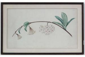 BEYER Johann Christian Wilhelm 1725-1796,Botanical image of flora danca,Dickins GB 2015-09-12