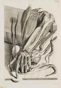 BIDLOO Govard 1649-1713,Anatomia humani corporis,Christie's GB 2015-06-12