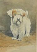 BINGHAM NEILSON HARRY 1861-1941,A Sealyham Terrier,Brightwells GB 2017-11-08