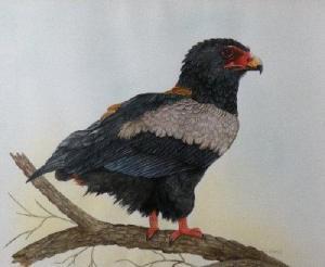 BIRKHEAD Julia,A study of a South African bataleur eagle,Halls GB 2013-02-27