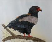 BIRKHEAD Julia,A study of a South African eagle,Halls GB 2010-12-15