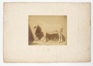 BISSON FRERES LOUIS # AUGUSTE 1814-1876,Six animal studies,1855,William Doyle US 2023-06-21