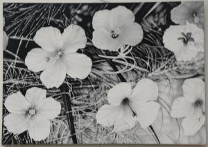 BITTEROLF STEPHEN,Flowers Black and White,Nadeau US 2019-07-20