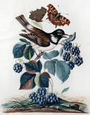 BLACKBURNE Anna 1740-1793,A collection of twenty-one bird and insect studies,Bonhams GB 2012-03-06