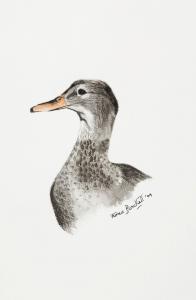 BLACKETT Flora 1978,Female Mallard,Dreweatts GB 2015-03-25